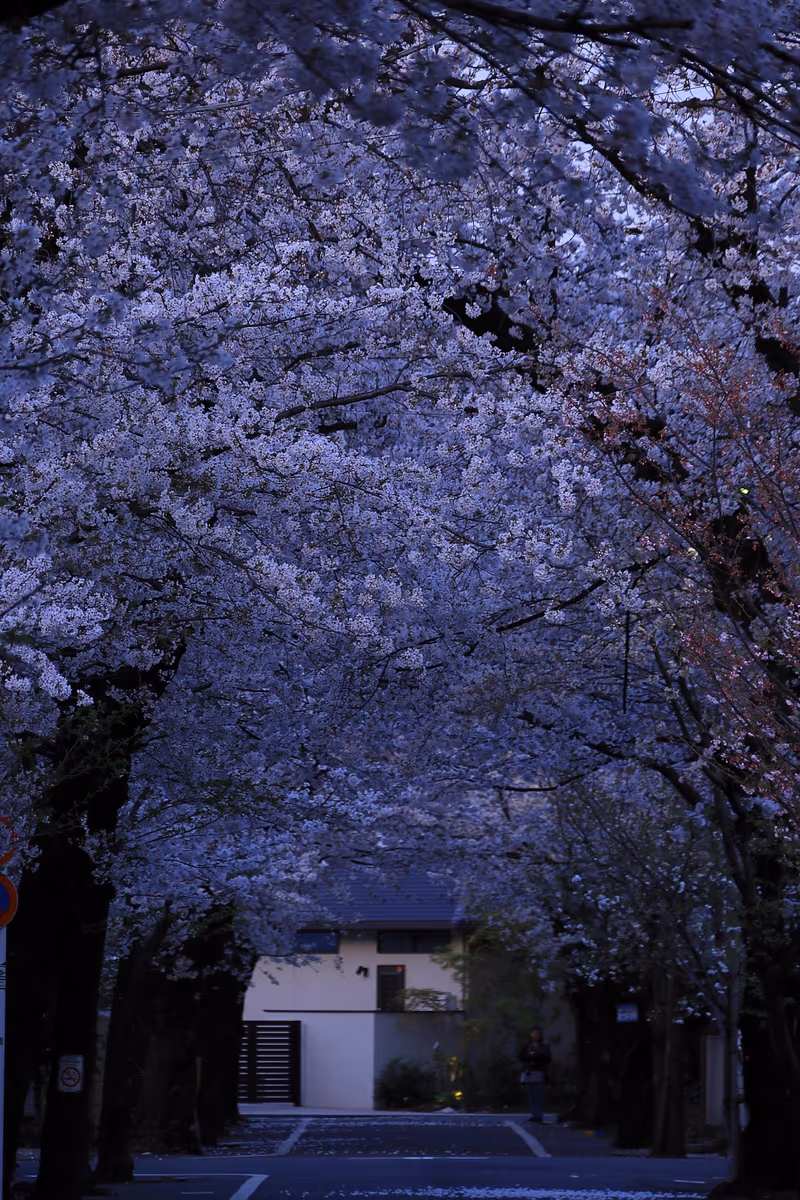 投稿写真：桜のトンネル