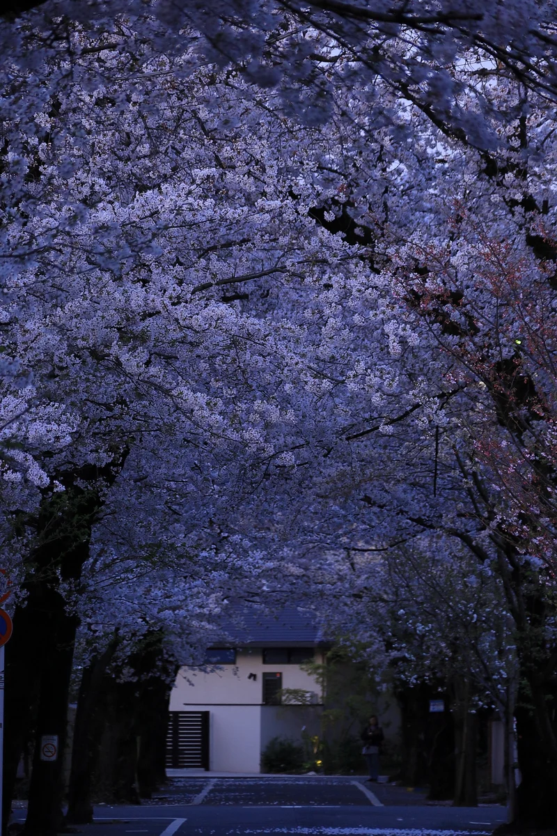 投稿写真：桜のトンネル