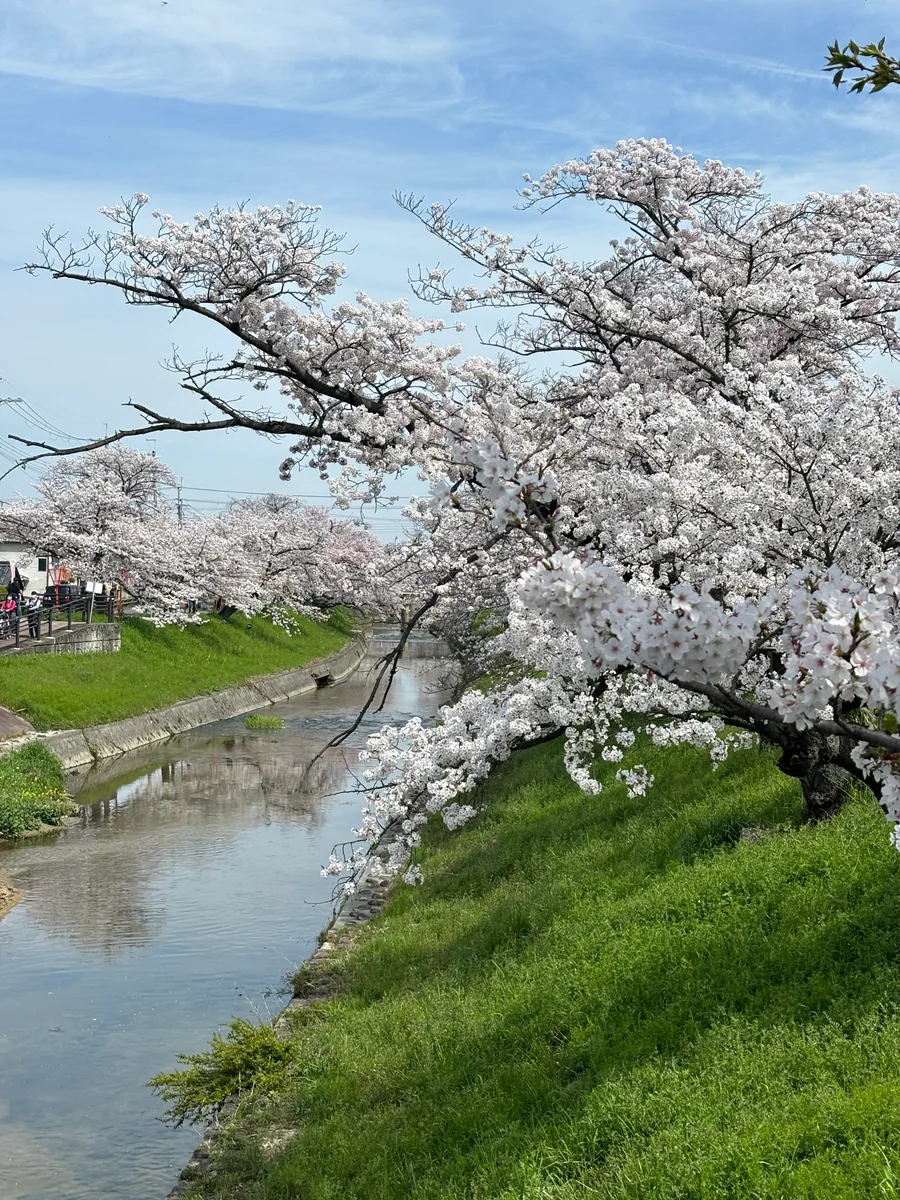投稿写真：高田千本桜