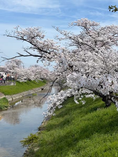 投稿：高田千本桜