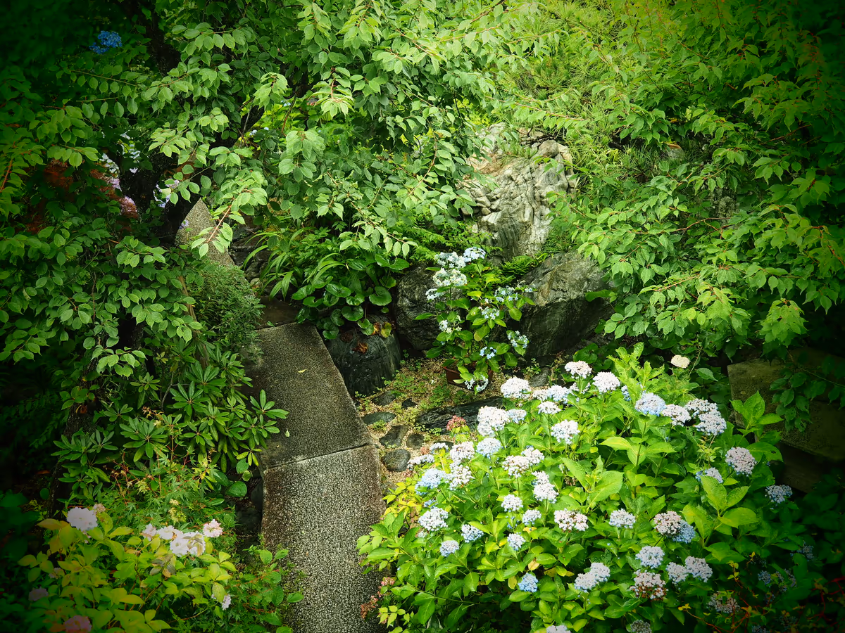 投稿写真：鎌倉　梅雨風景