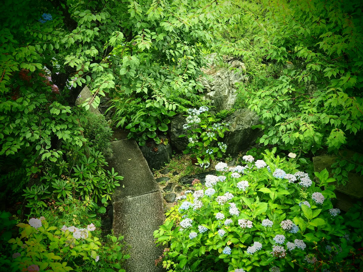投稿写真：鎌倉　梅雨風景