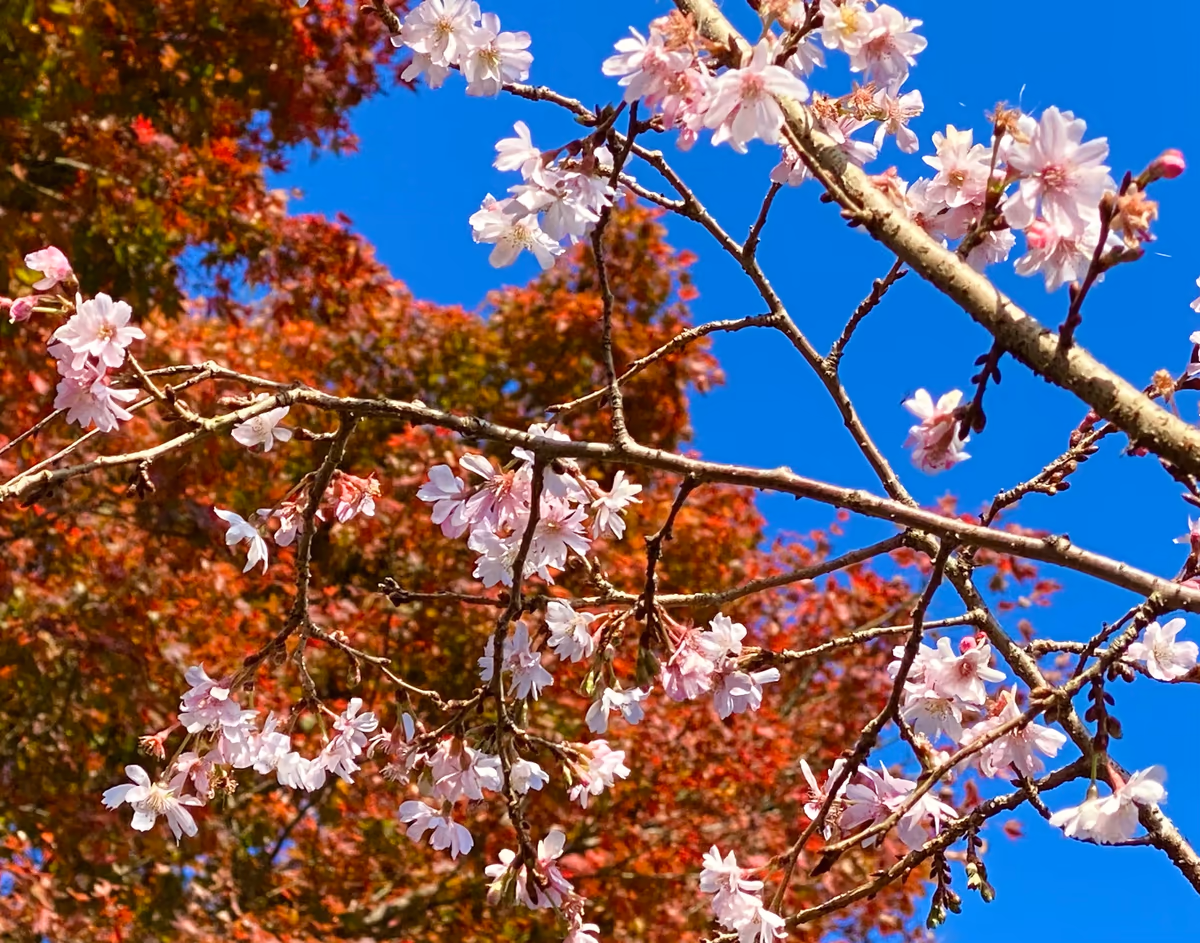 投稿写真：コラボ桜紅葉