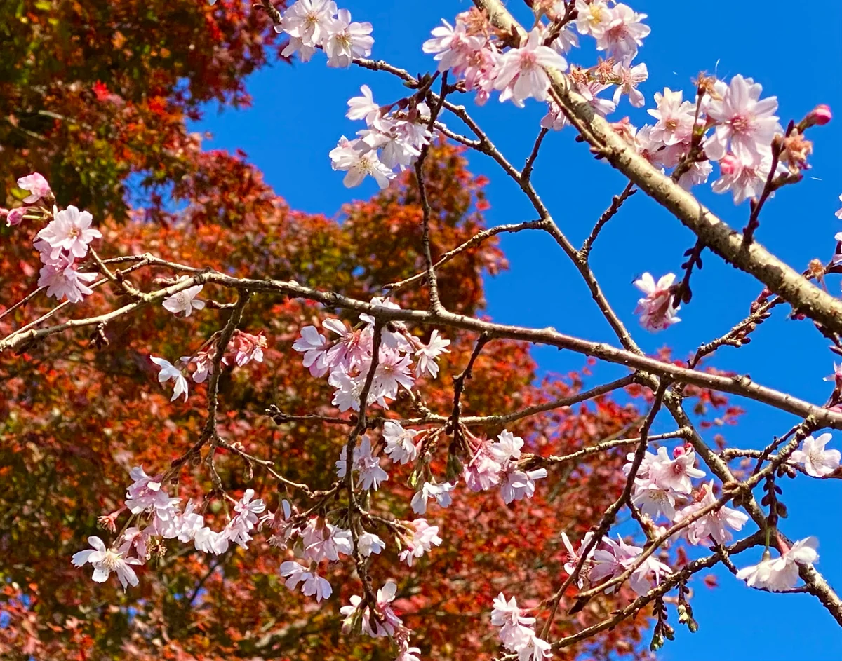 投稿写真：コラボ桜紅葉