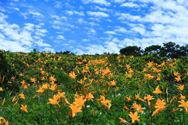 投稿：天空の花園