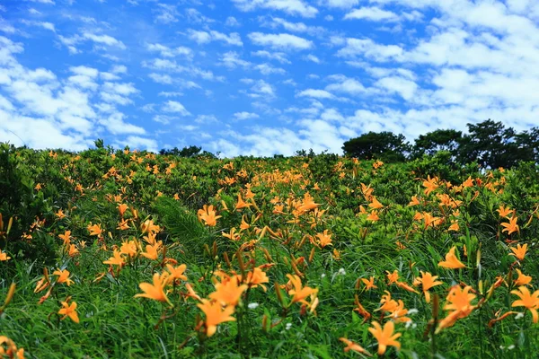 投稿：天空の花園