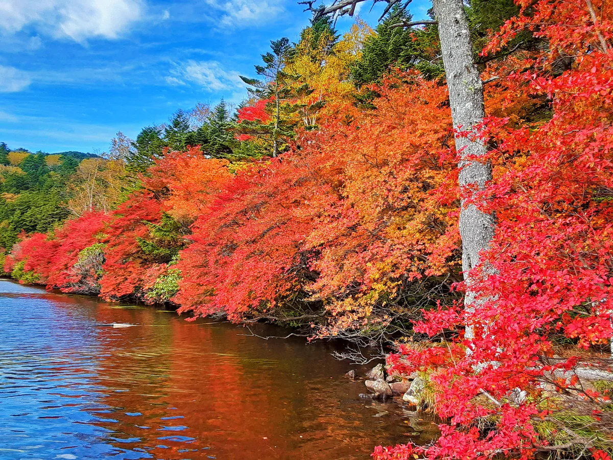 投稿写真：秋、白駒池