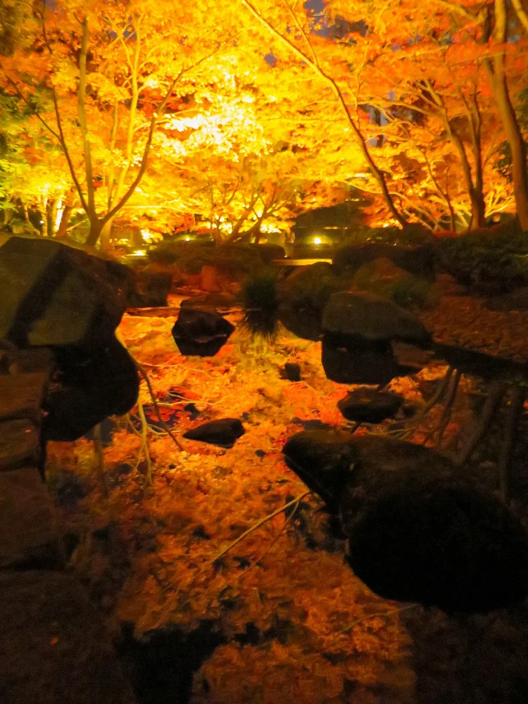 投稿写真：ライトアップされたモミジの紅葉のリフレクション