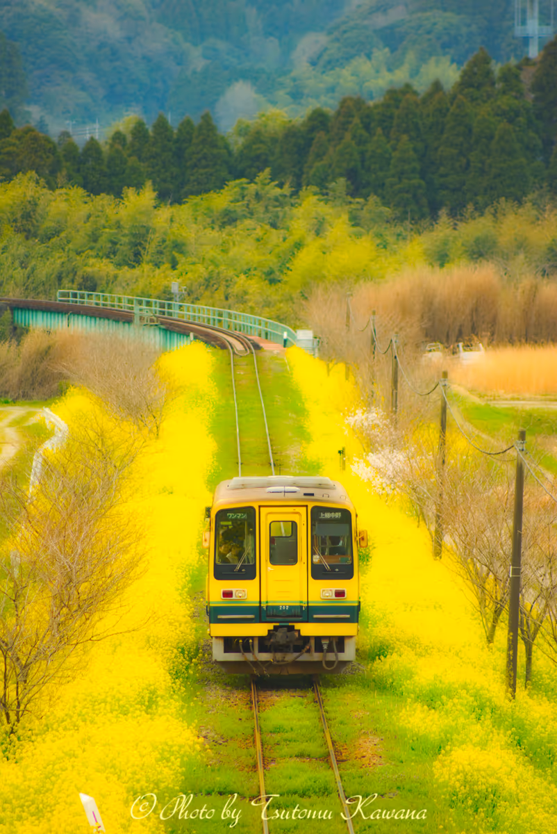 投稿写真：房総半島は菜の花をのんびりと進もうよ～♪
