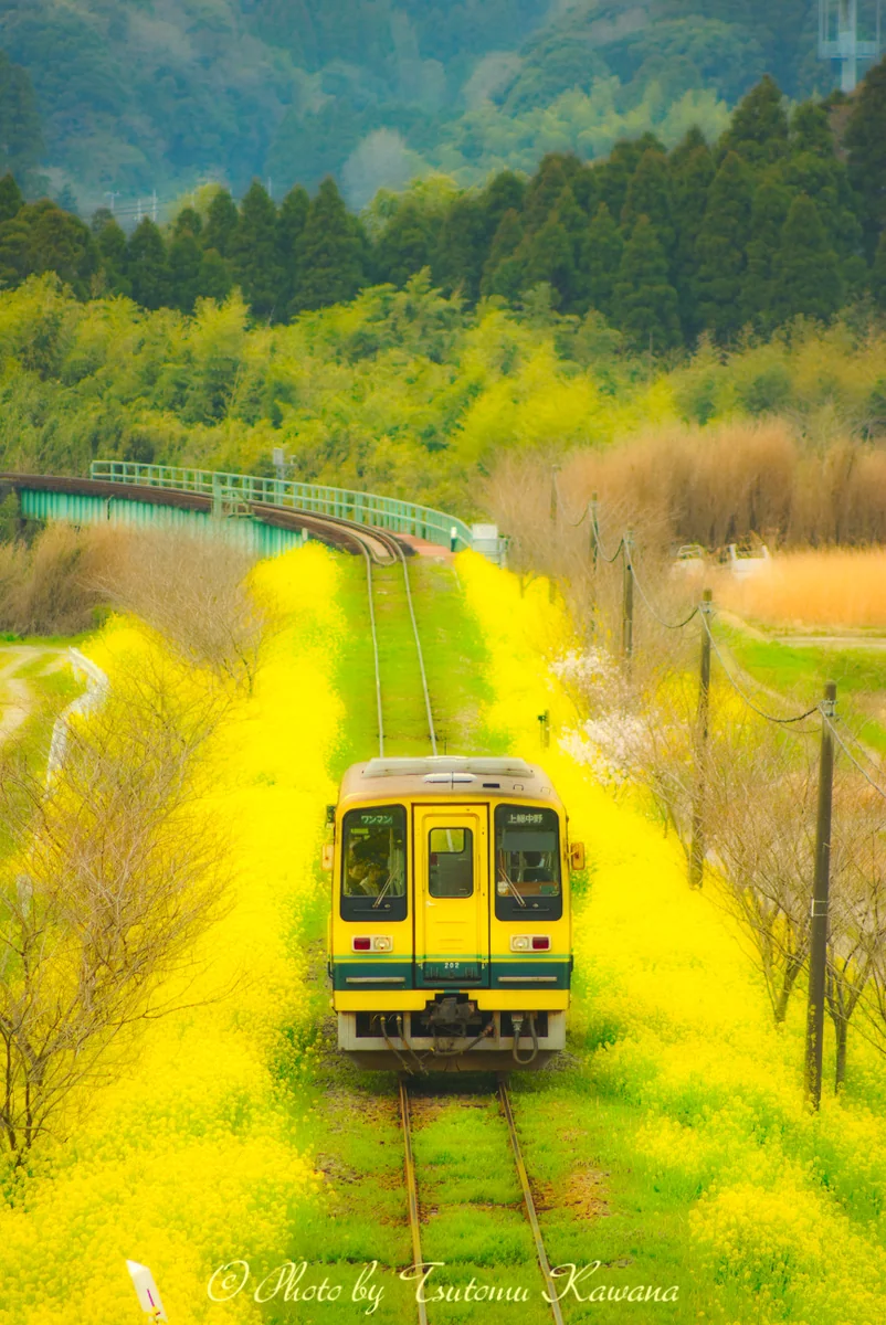 投稿写真：房総半島は菜の花をのんびりと進もうよ～♪