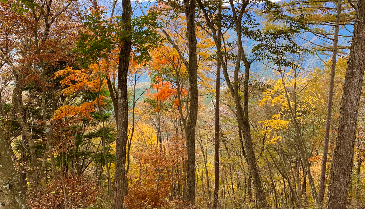 投稿写真：錦秋屏風