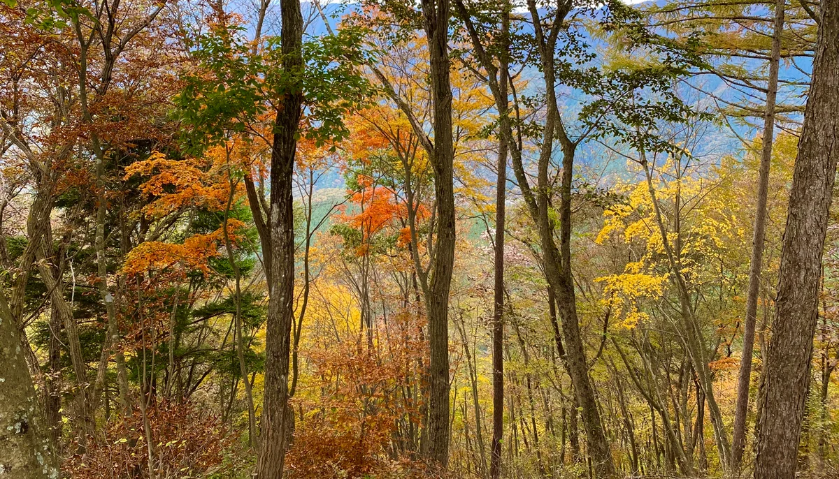 投稿写真：錦秋屏風