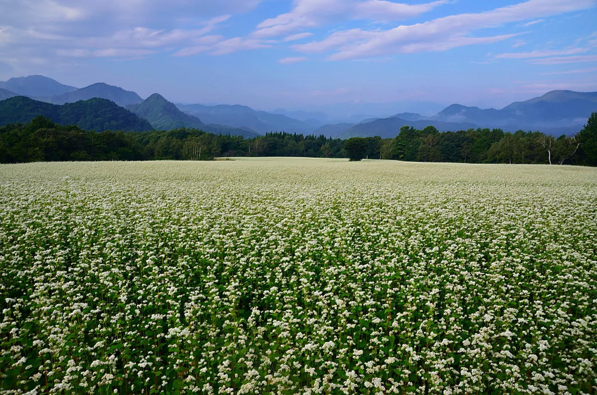 投稿写真：天空のソバ畑
