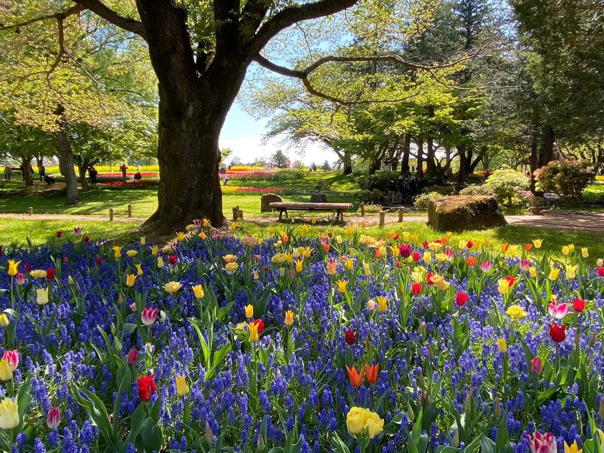 投稿写真：メルヘンの世界