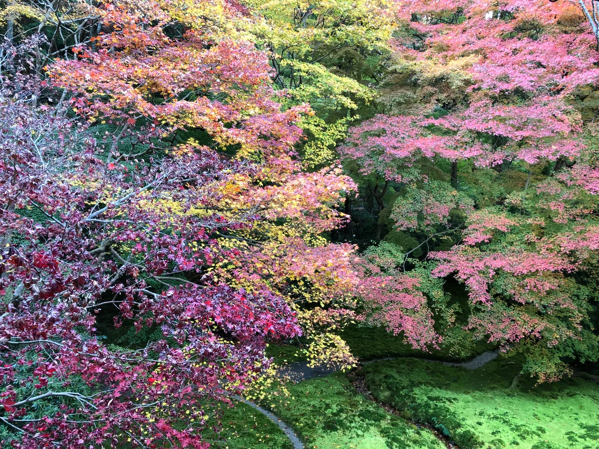 投稿写真：京都の紅葉