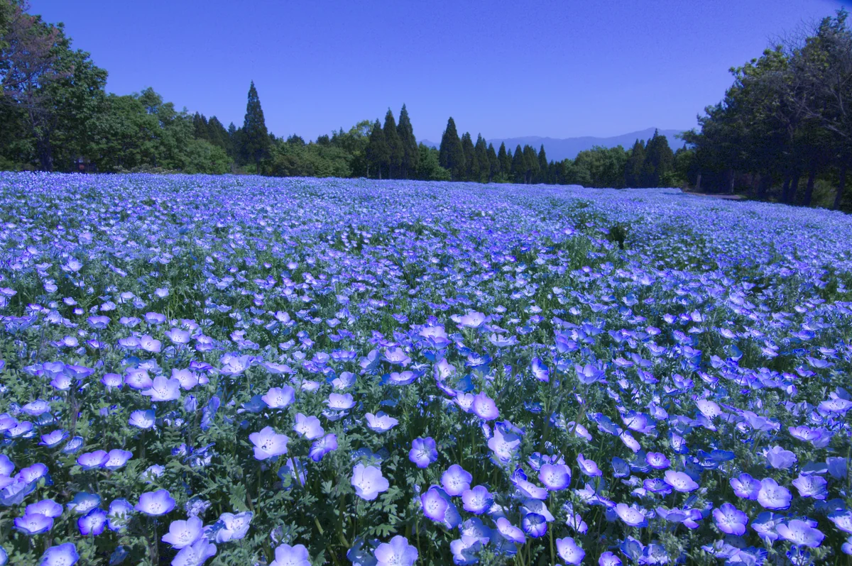 投稿写真：ネモフィラの丘