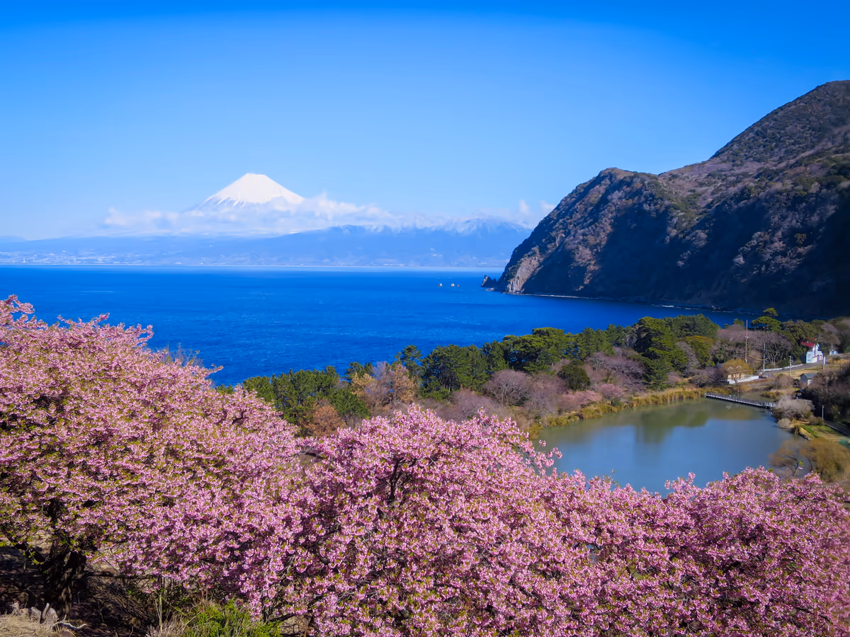 投稿写真：河津桜と化粧直しした富士山