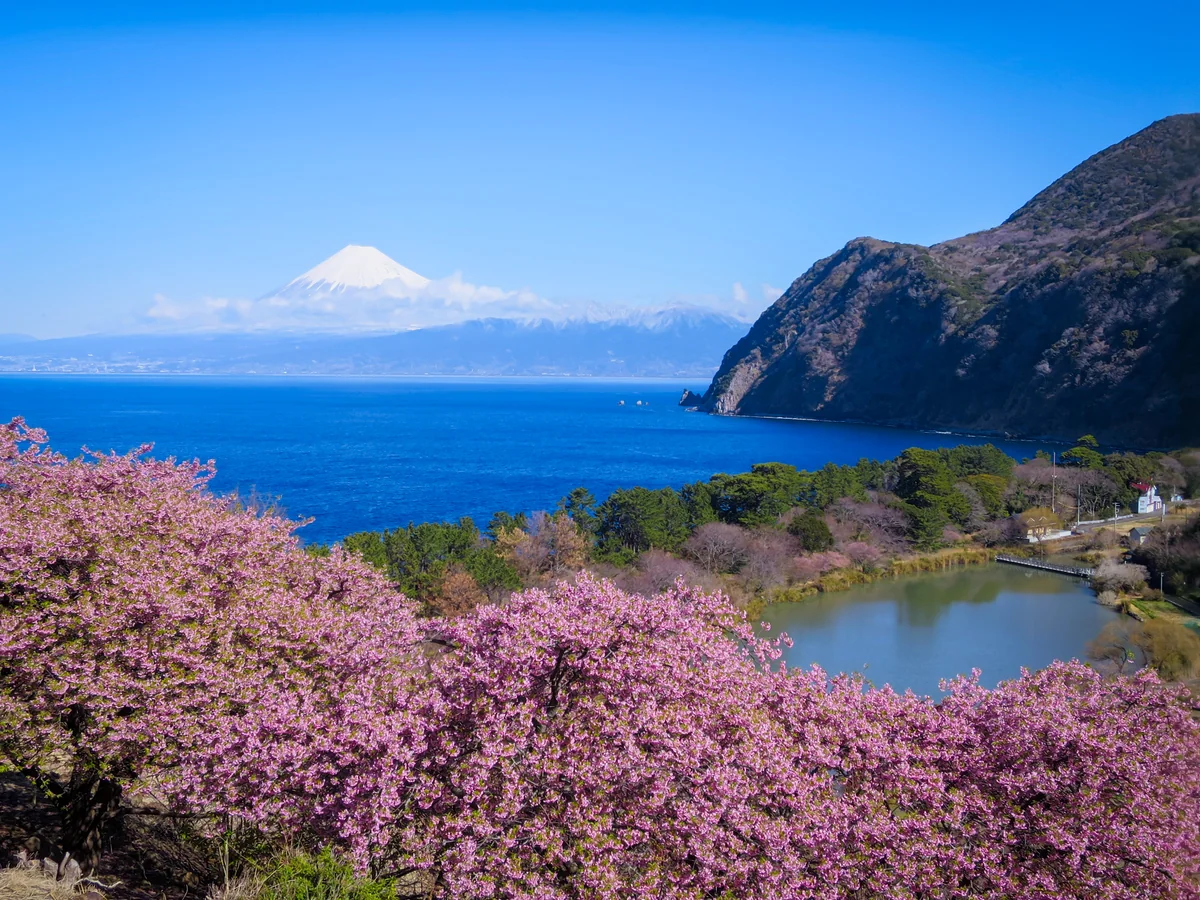 投稿写真：河津桜と化粧直しした富士山