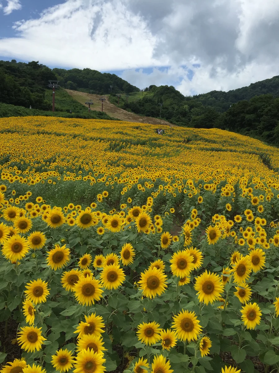 投稿写真：空と向日葵パート2