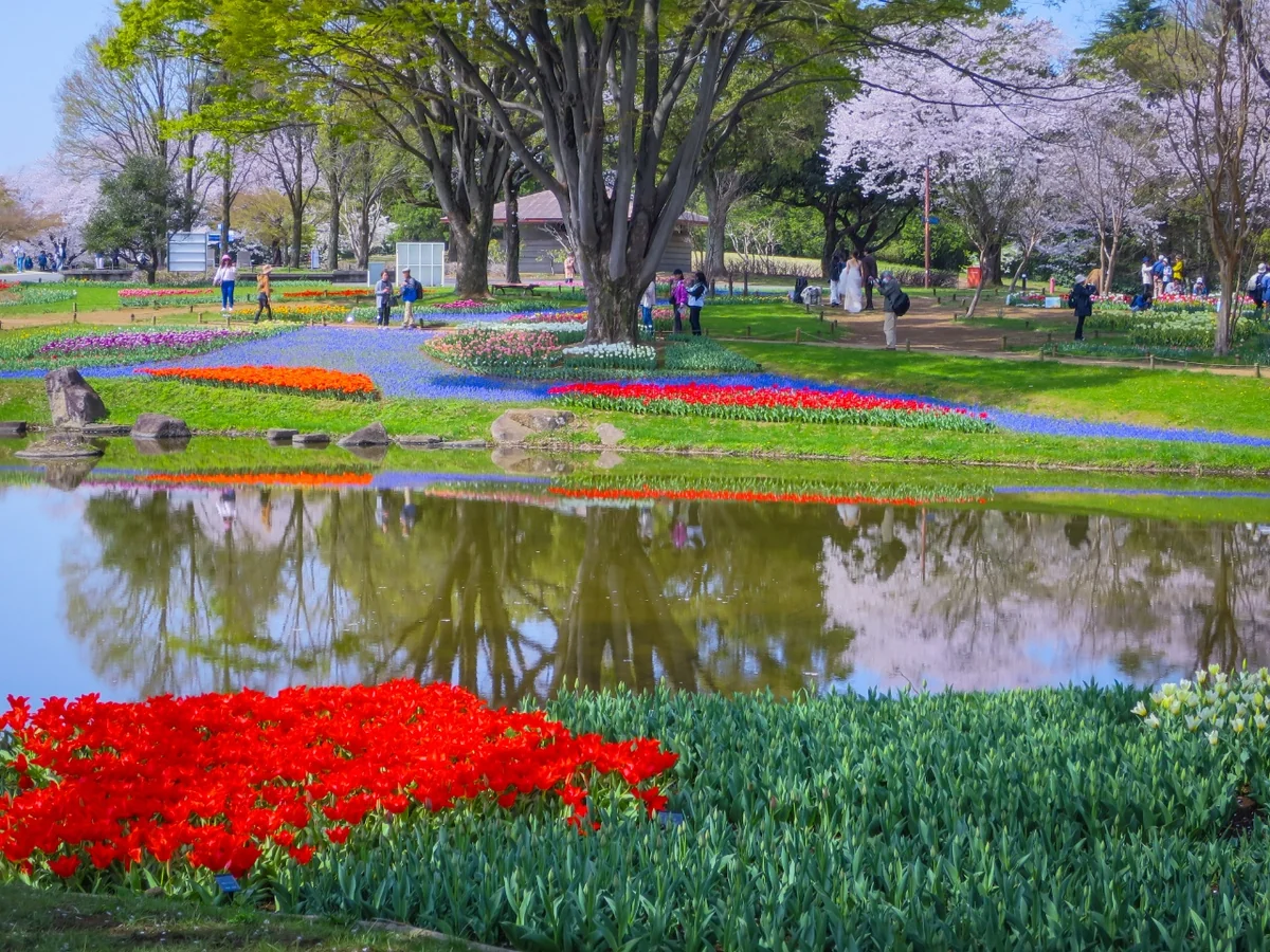 投稿写真：チューリップガーデン