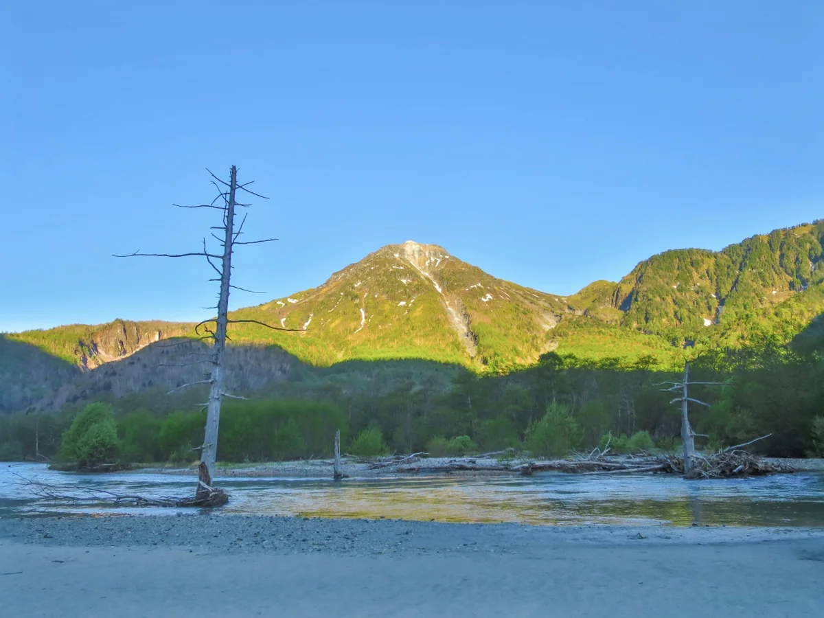 投稿写真：焼岳と立枯れの木