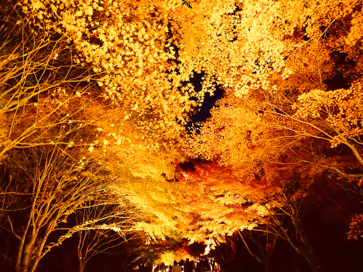 投稿写真：もみじ湖 もみじのトンネル