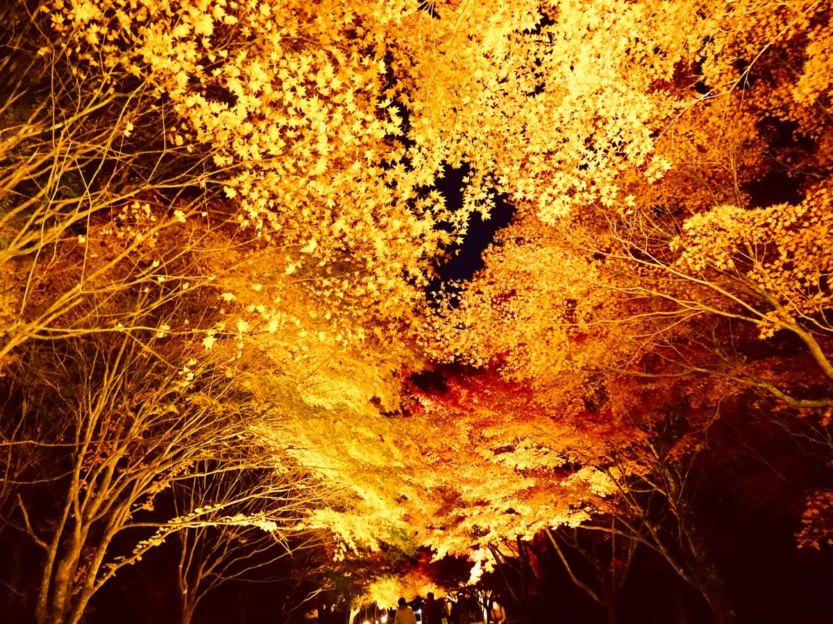 投稿写真：もみじ湖 もみじのトンネル