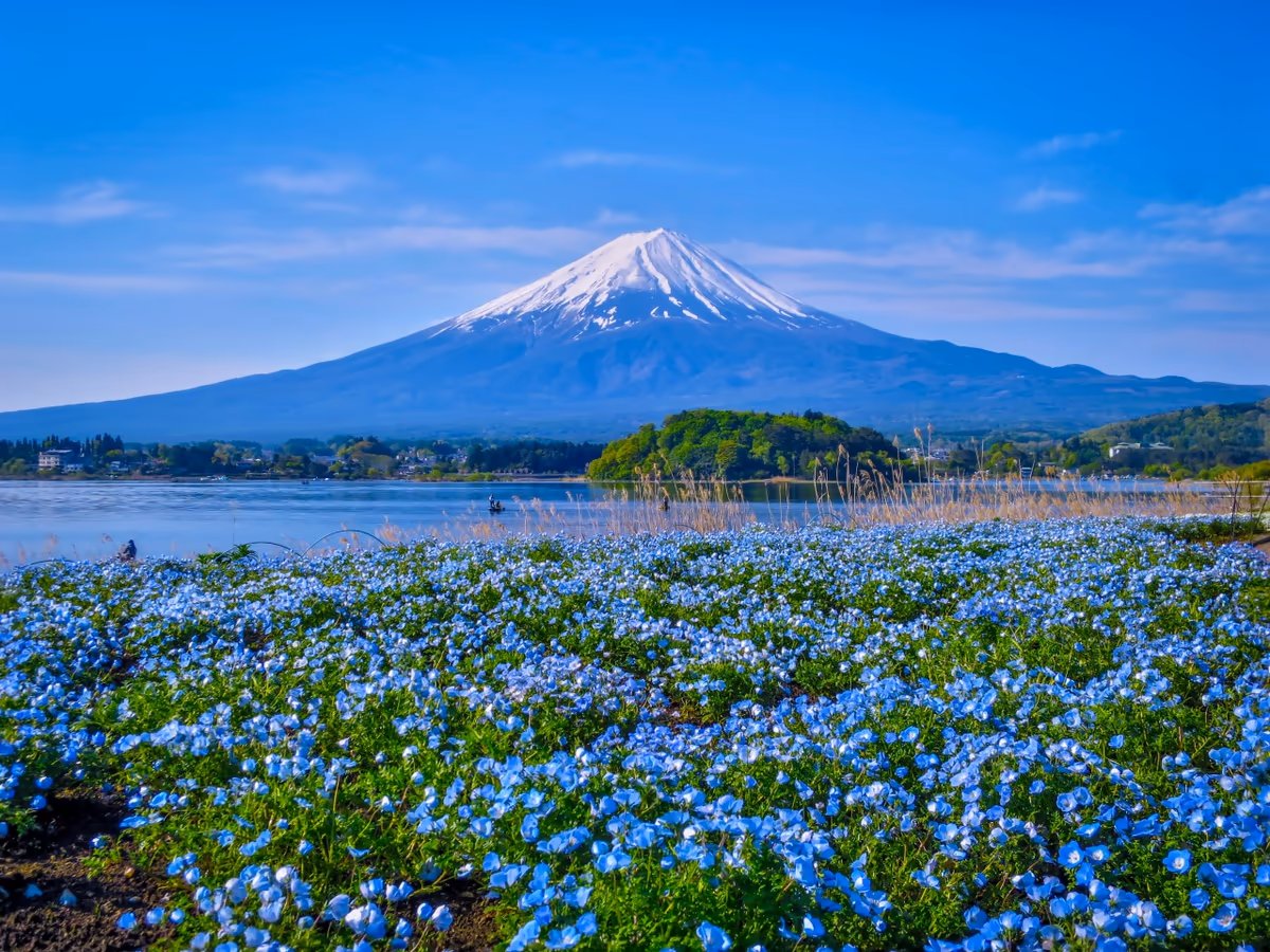 投稿写真：ネモフィラと富士山