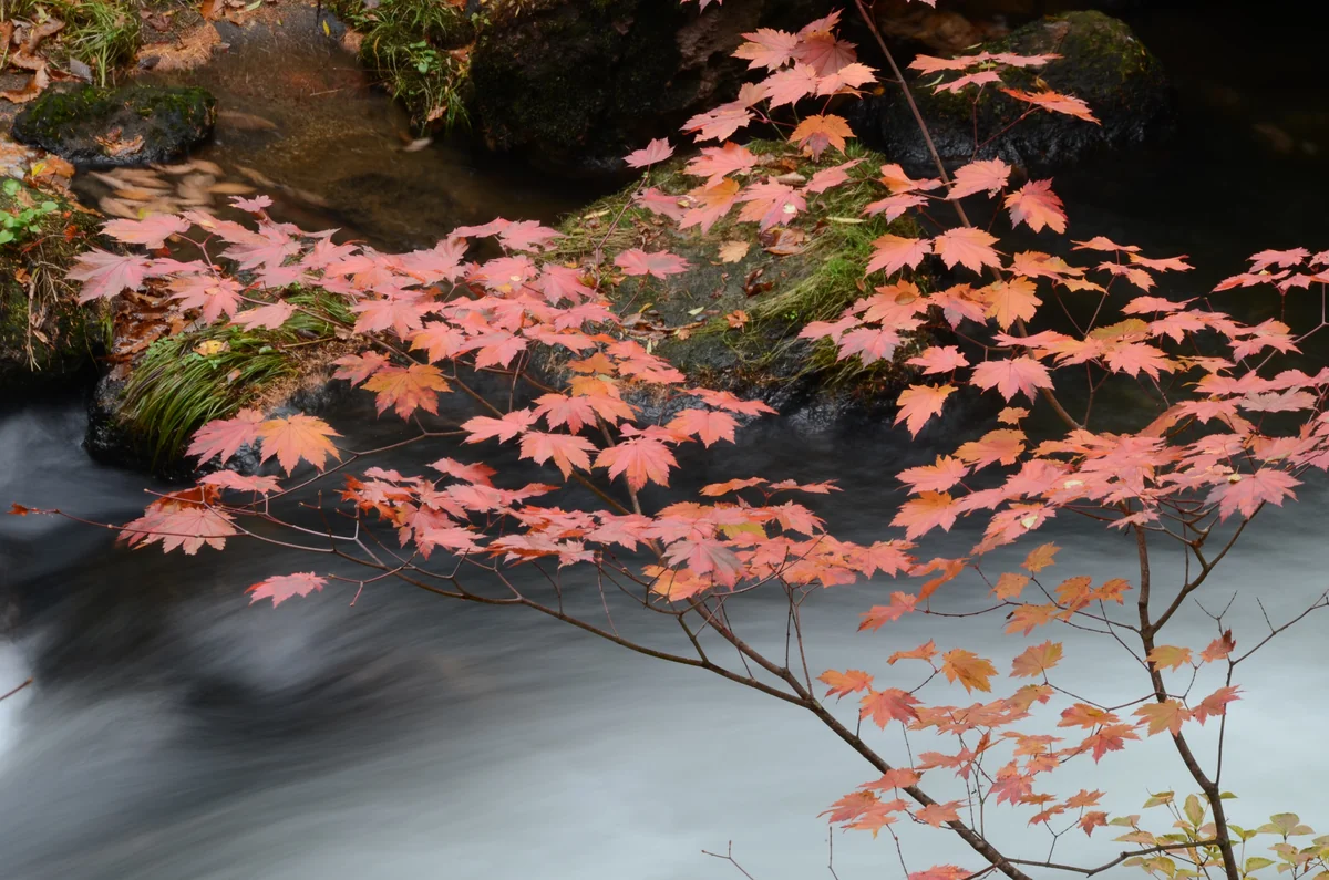 投稿写真：湯川　秋の流れ