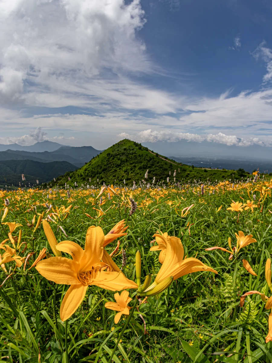 投稿写真：飯盛山のニッコウキスゲ