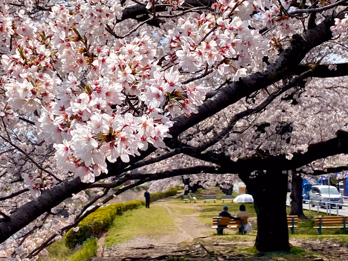 投稿写真：浅川の桜