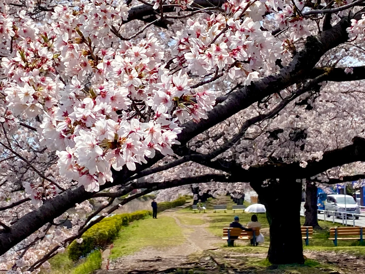 投稿写真：浅川の桜