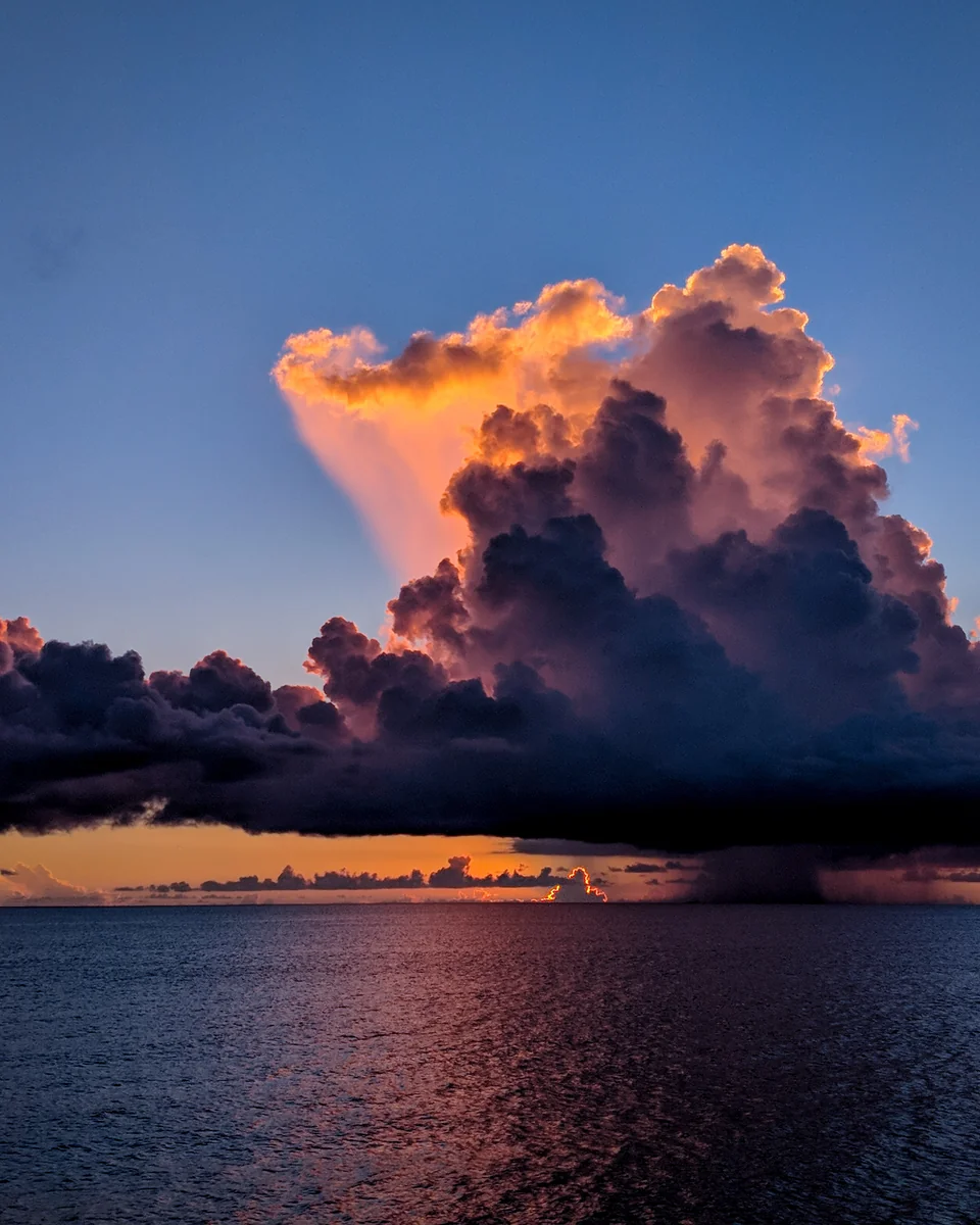 投稿写真：世界樹