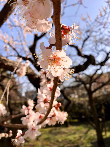 投稿：北野天満宮