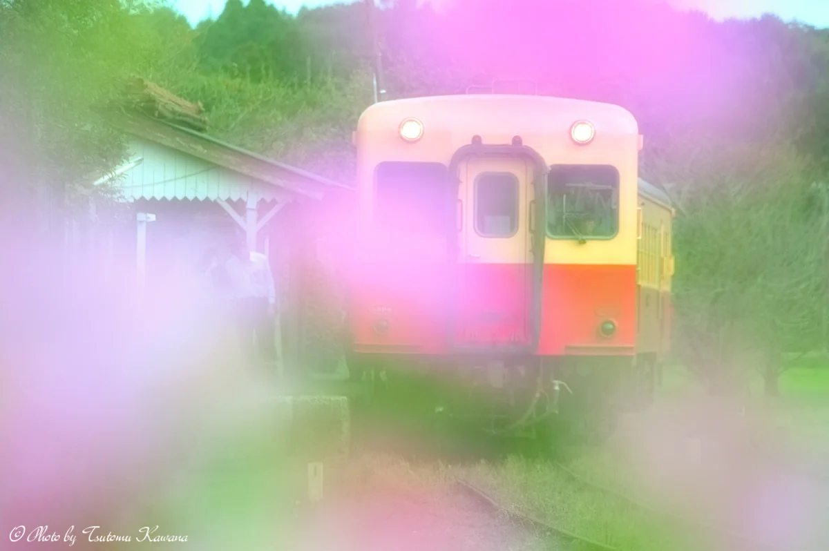 投稿写真：優しいふんわりに染まって♪