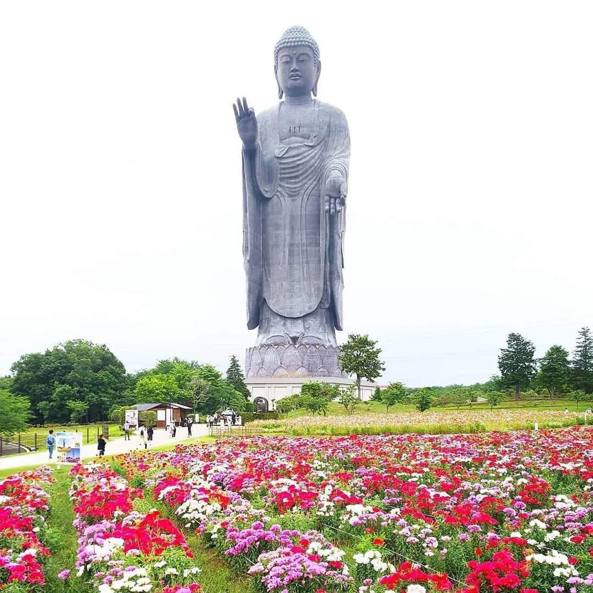 投稿写真：牛久大仏