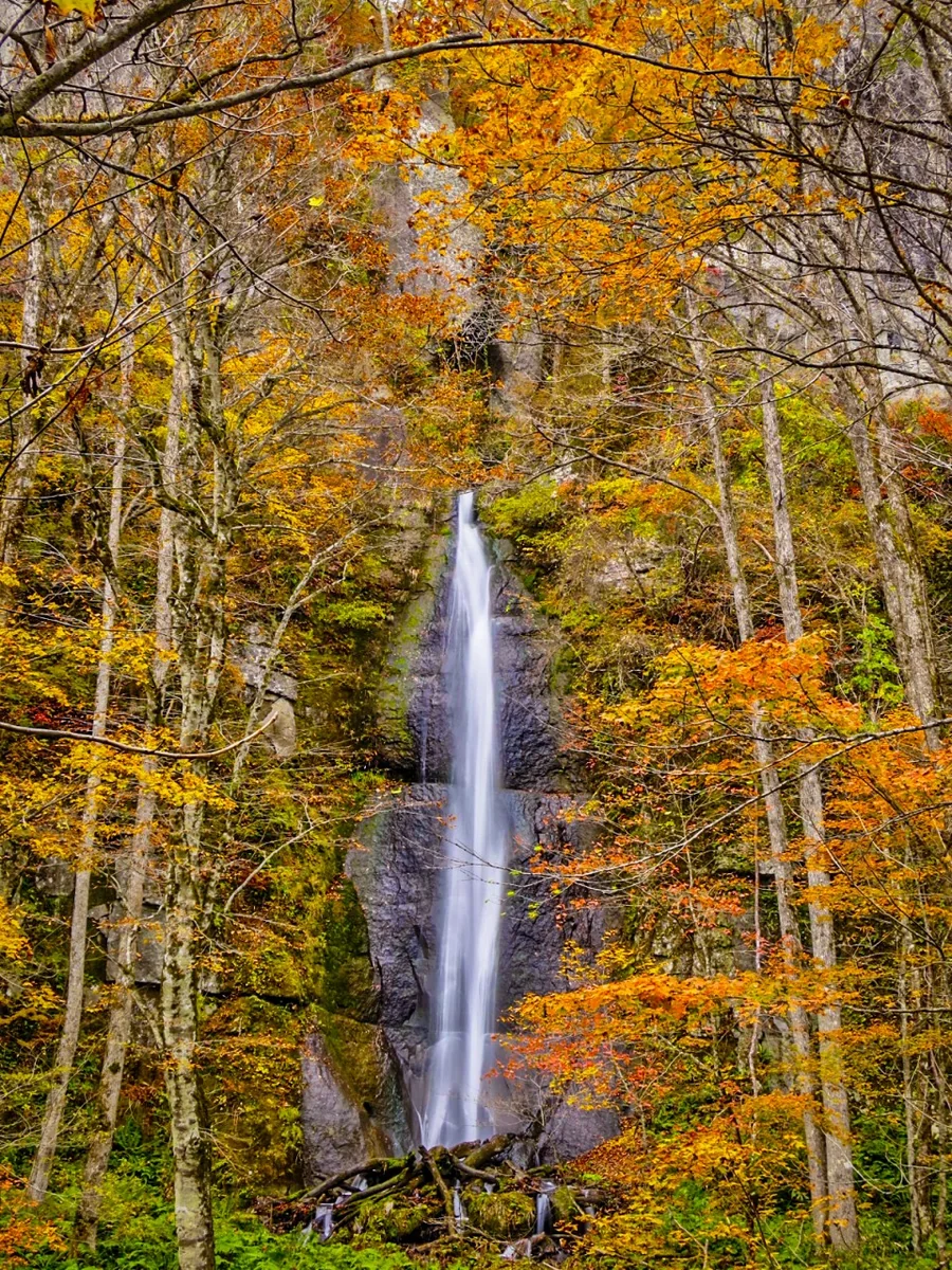投稿写真：紅葉の白布の滝