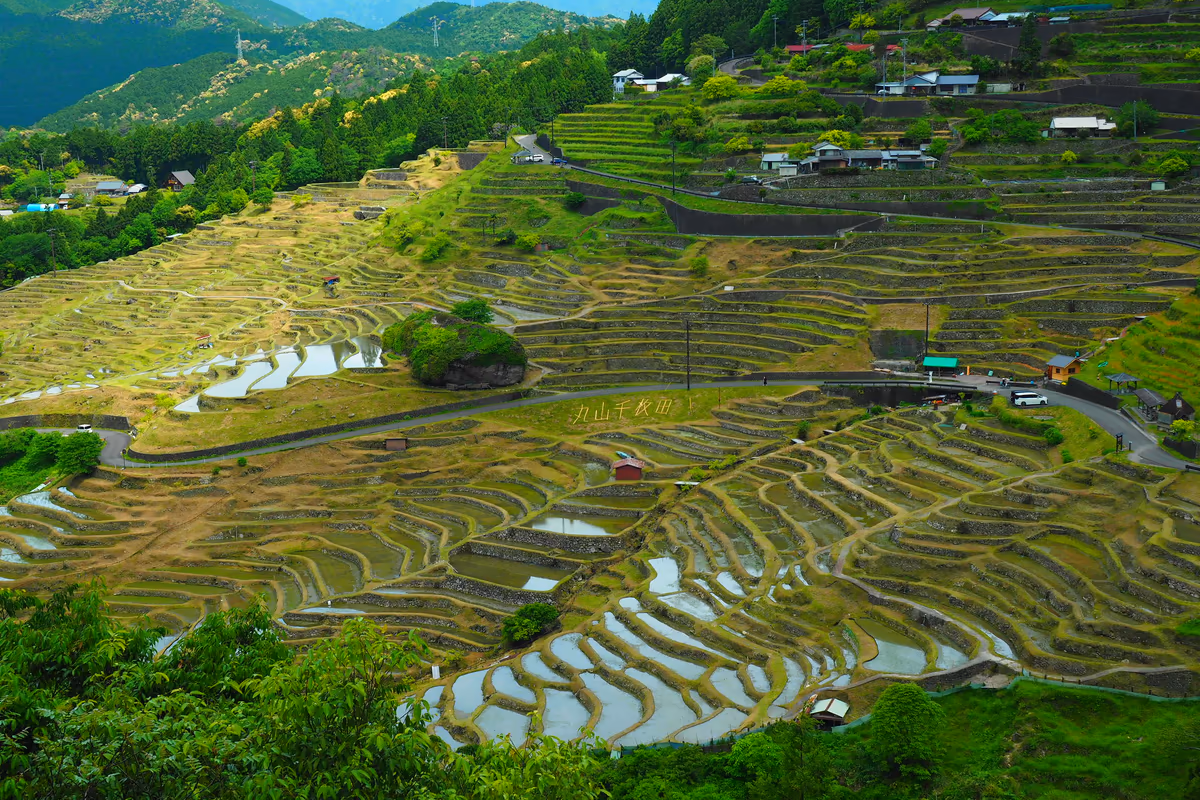 投稿写真：丸山千枚田