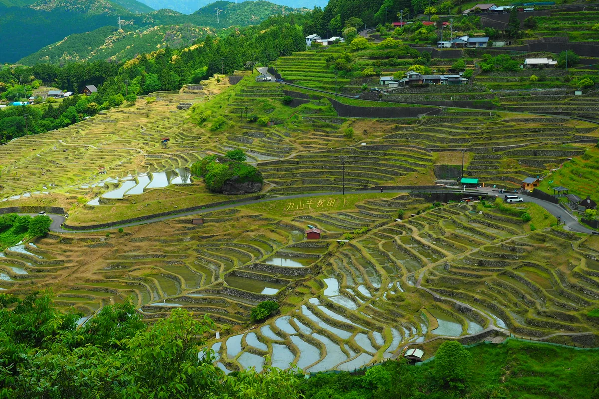 投稿写真：丸山千枚田