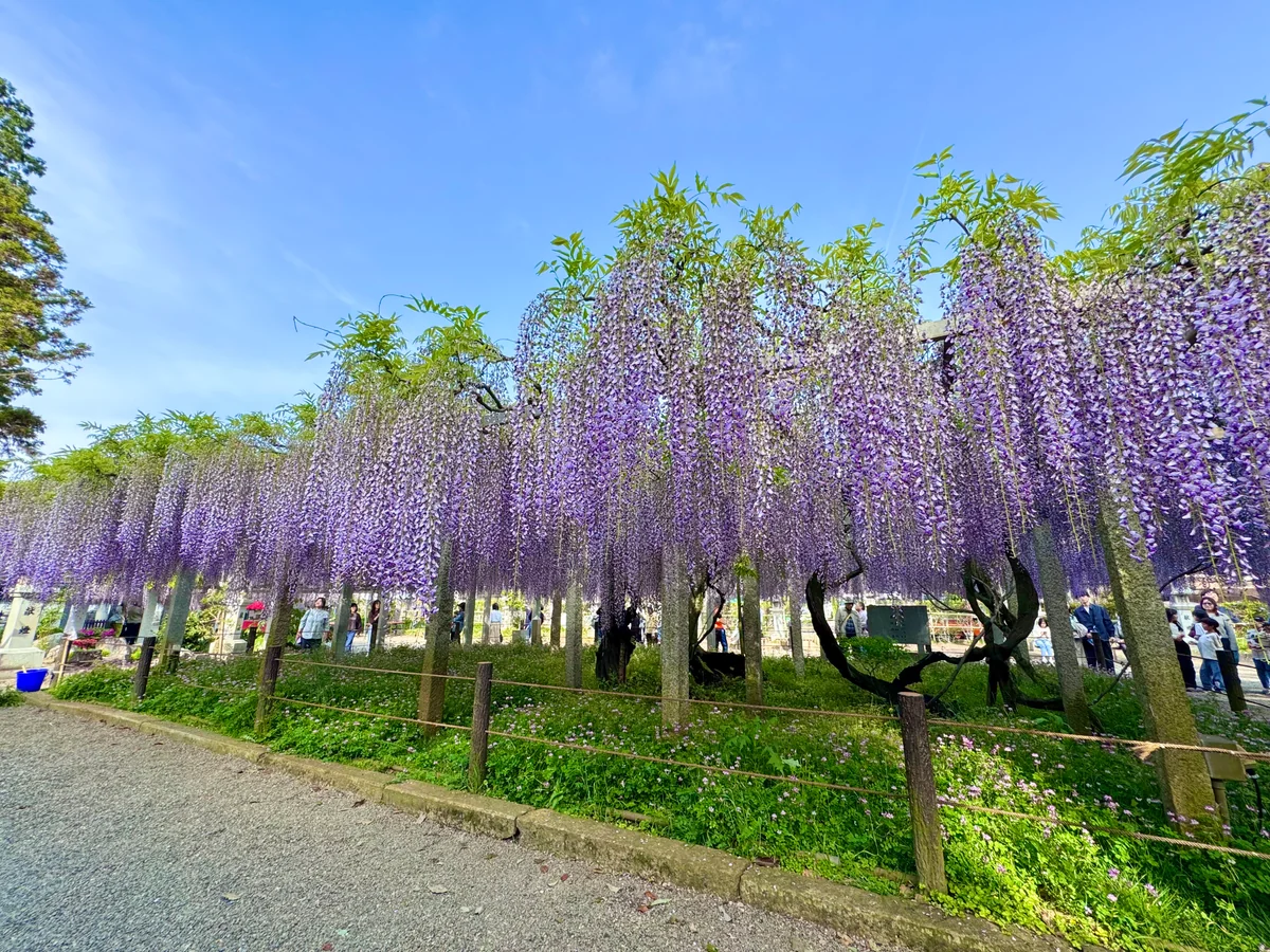 投稿写真：三大神社 砂擦ずりの藤
