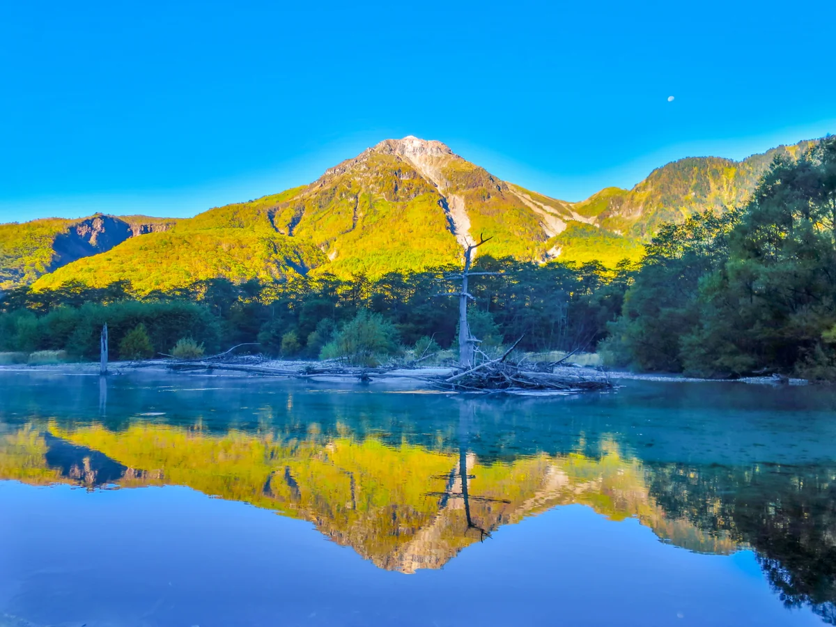 投稿写真：大正池に映る焼岳と立ち枯れた木々