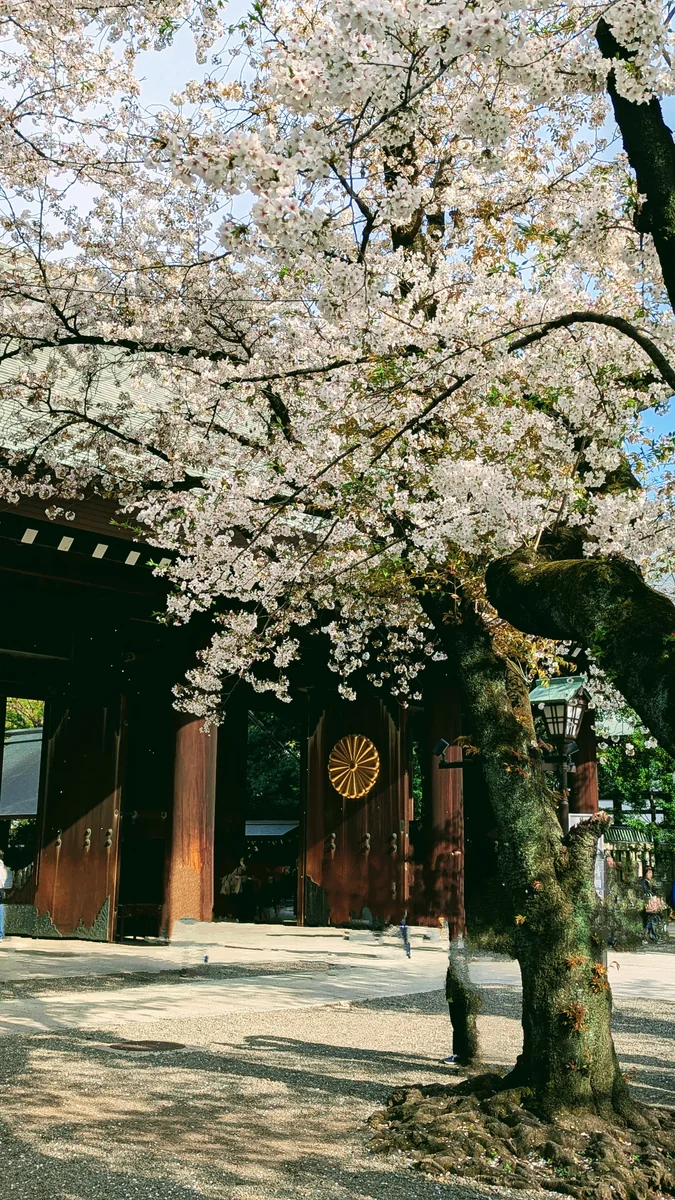 投稿写真：靖国神社の桜