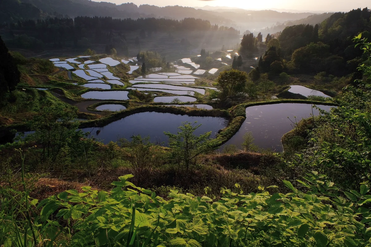 投稿写真：陽をあびて