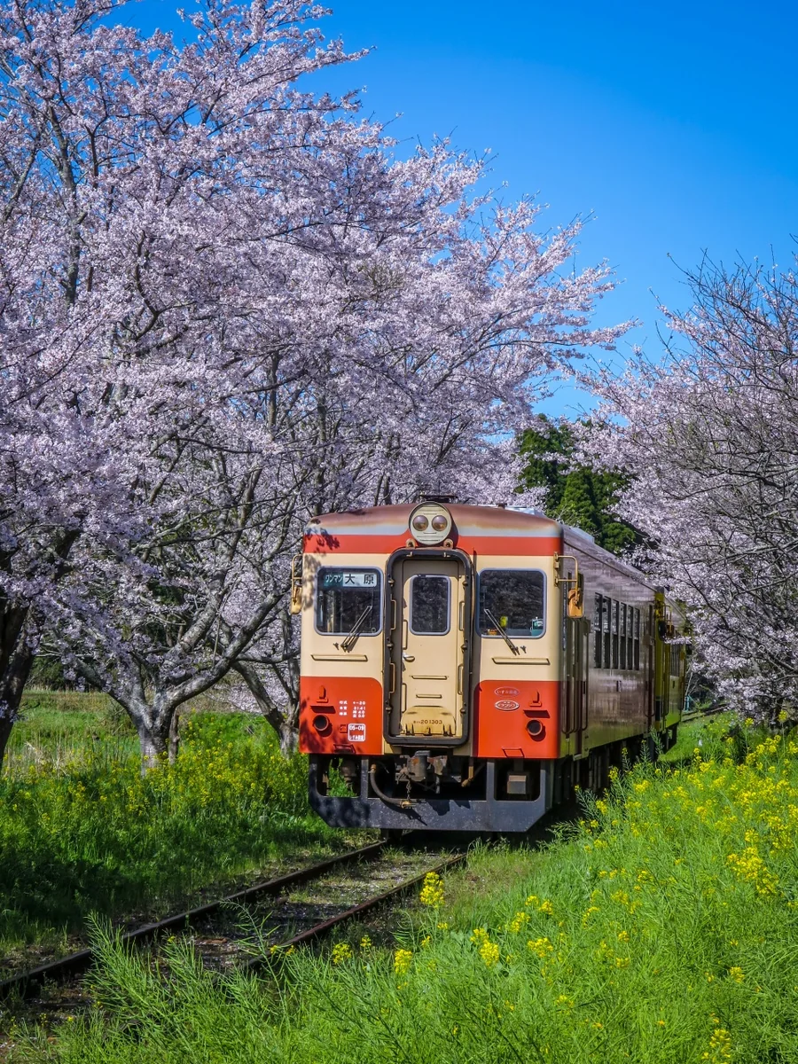 投稿写真：満開の桜のトンネルの中総元駅に進入するいすみ鉄道