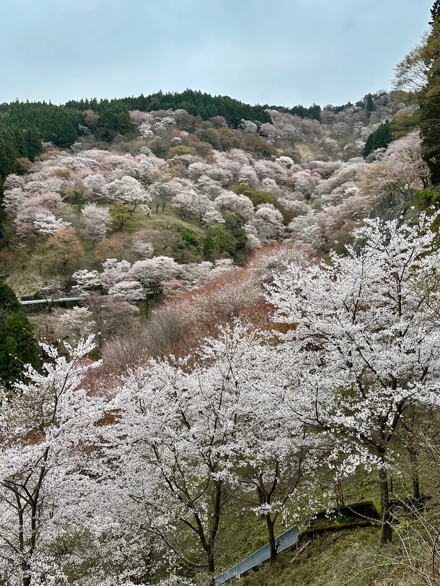 投稿写真：吉野上千本