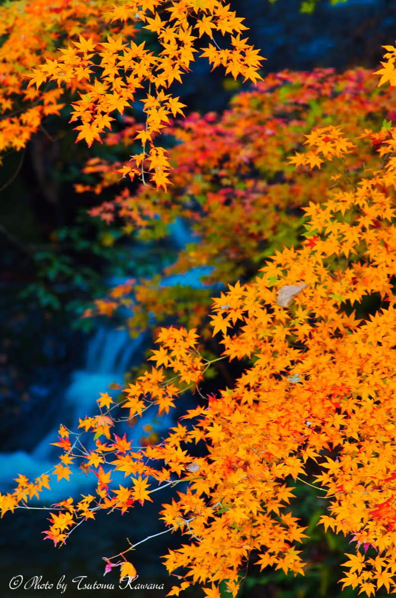 投稿写真：志駒川渓谷の紅葉