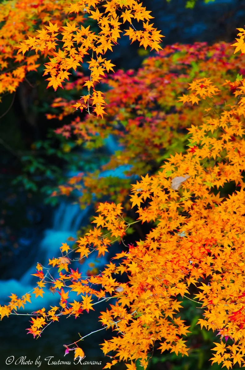 投稿写真：志駒川渓谷の紅葉