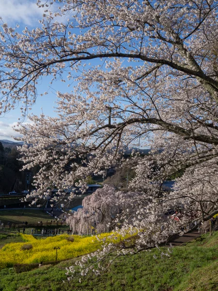 投稿：三春滝桜と菜の花とソメイヨシノ