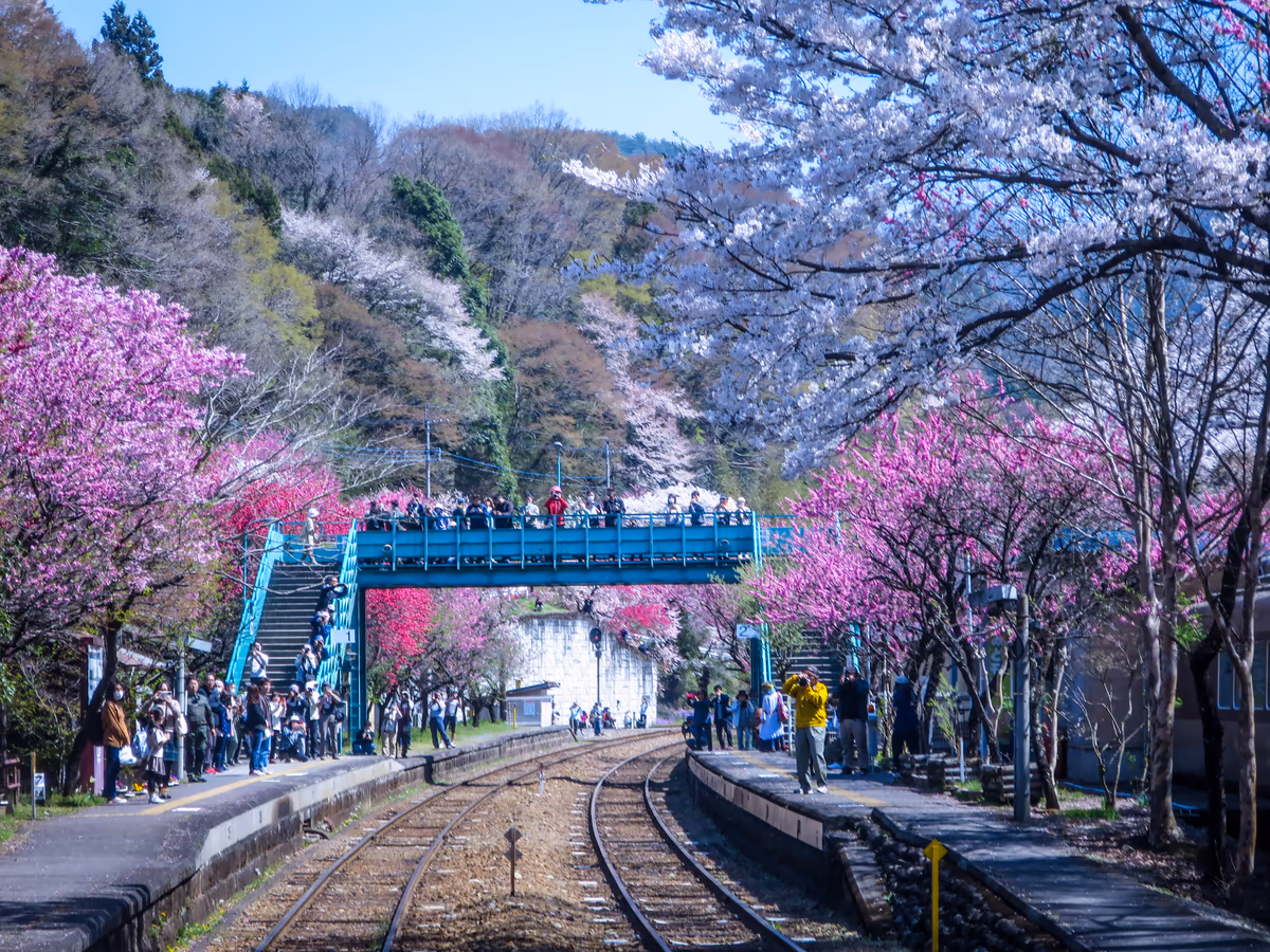 投稿写真：春爛漫のわたらせ渓谷鐵道前面展望