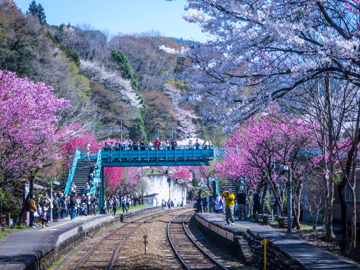 投稿写真：春爛漫のわたらせ渓谷鐵道前面展望